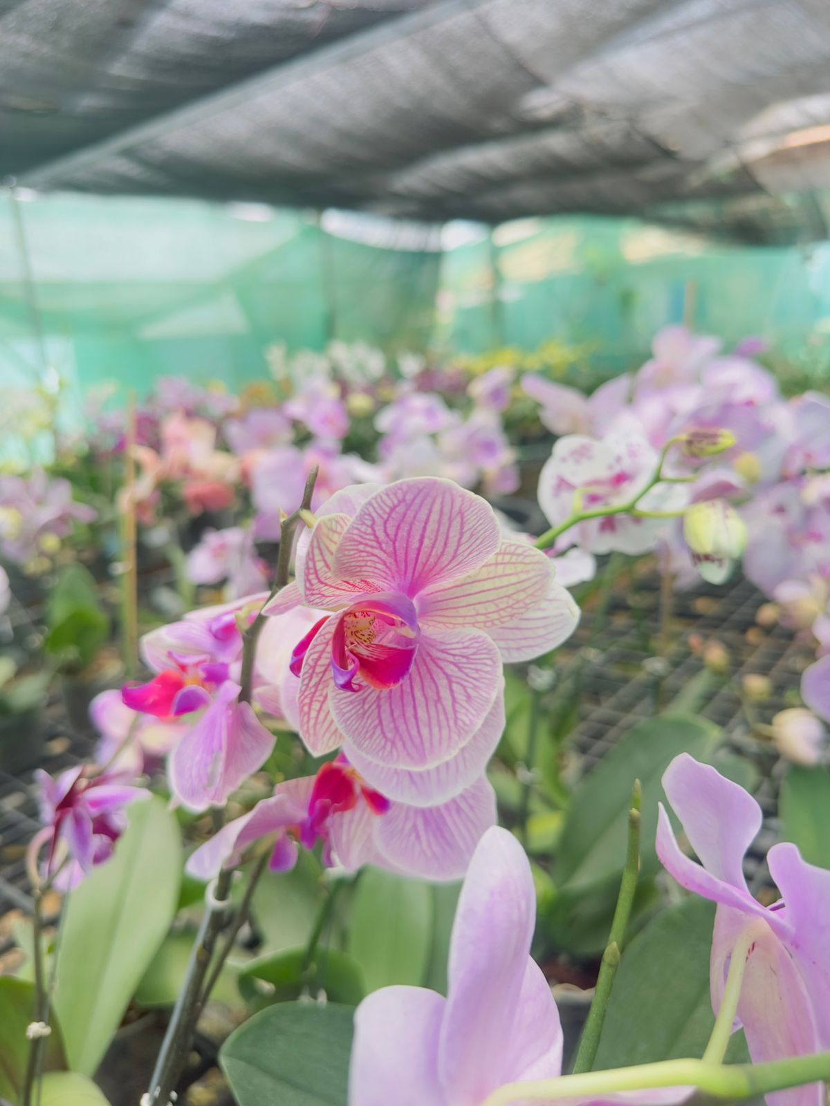 Phalaenopsis Orchid #110 with Flower