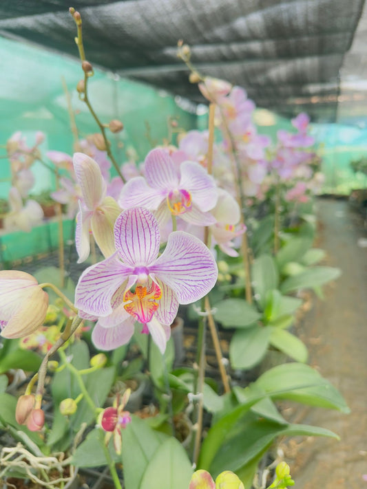 Phalaenopsis Orchid #111 with Flower