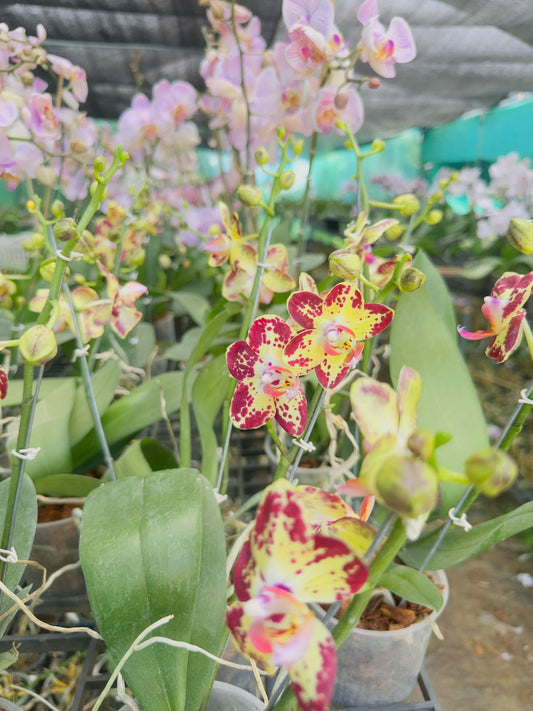 Phalaenopsis Orchid #112 with Flower