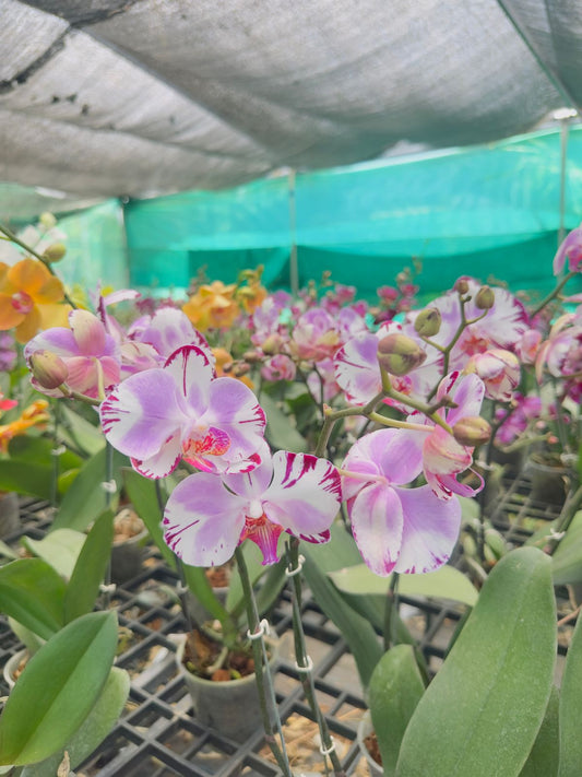 Phalaenopsis Orchid #113 with Flower