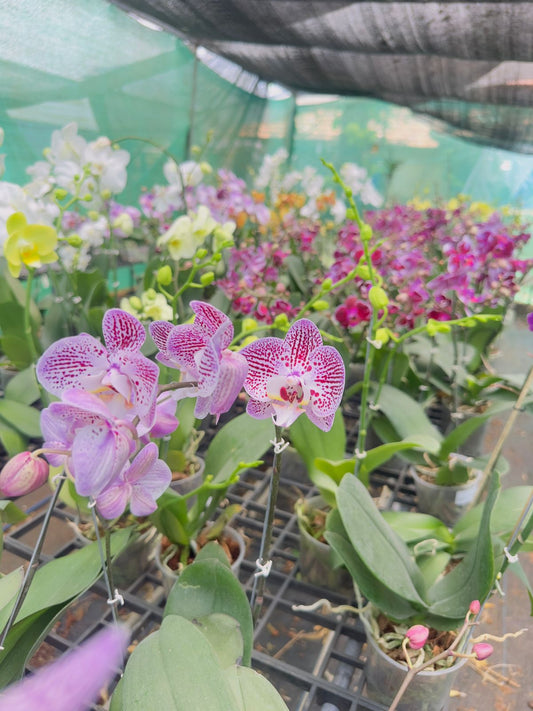 Phalaenopsis Orchid #102 with Flower