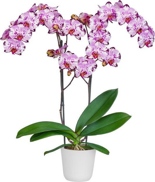 Phalaenopsis Magic Art Seedling size