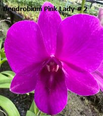 Dendrobium Orchid Pink lady #2 Seedling