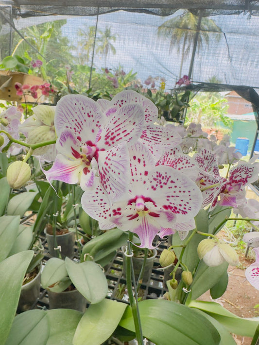 Phalaenopsis Orchid Harlequin with Flower