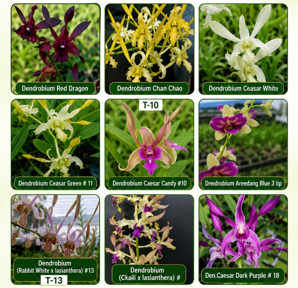 Combo Pack of 9 Colors Dendrobium premium  seedlings plants