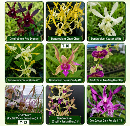 Combo Pack of 9 Colors Dendrobium premium  seedlings plants