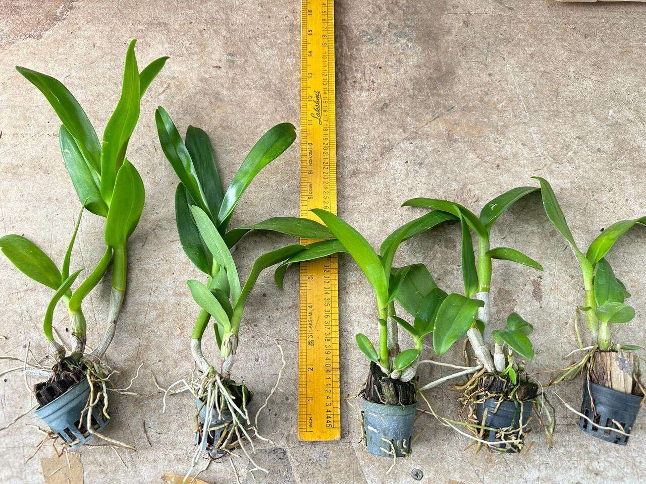 Combo Pack of 15 Colors Dendrobium Seedlings