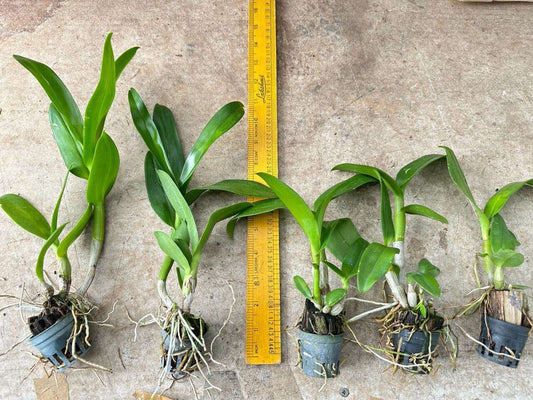 Combo Pack of 20 Colors Dendrobium Seedlings