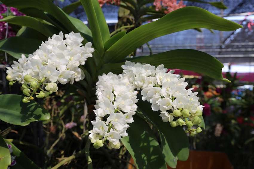 Rhynchostylis orchid flower Rhy.gigantea white