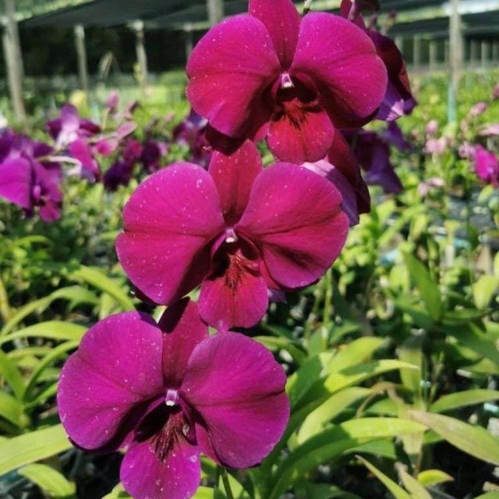 Dendrobium orchid flower Airy red dragon