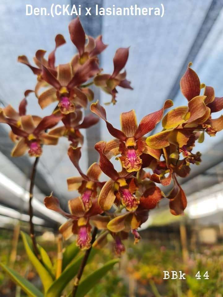 Dendrobium orchid flower ckai lasianthera