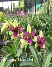 Dendrobium orchid flower D.Aridang 3 Lips #741