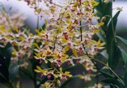 Dendrobium orchid flower Den.burana jade*laisanthera 338