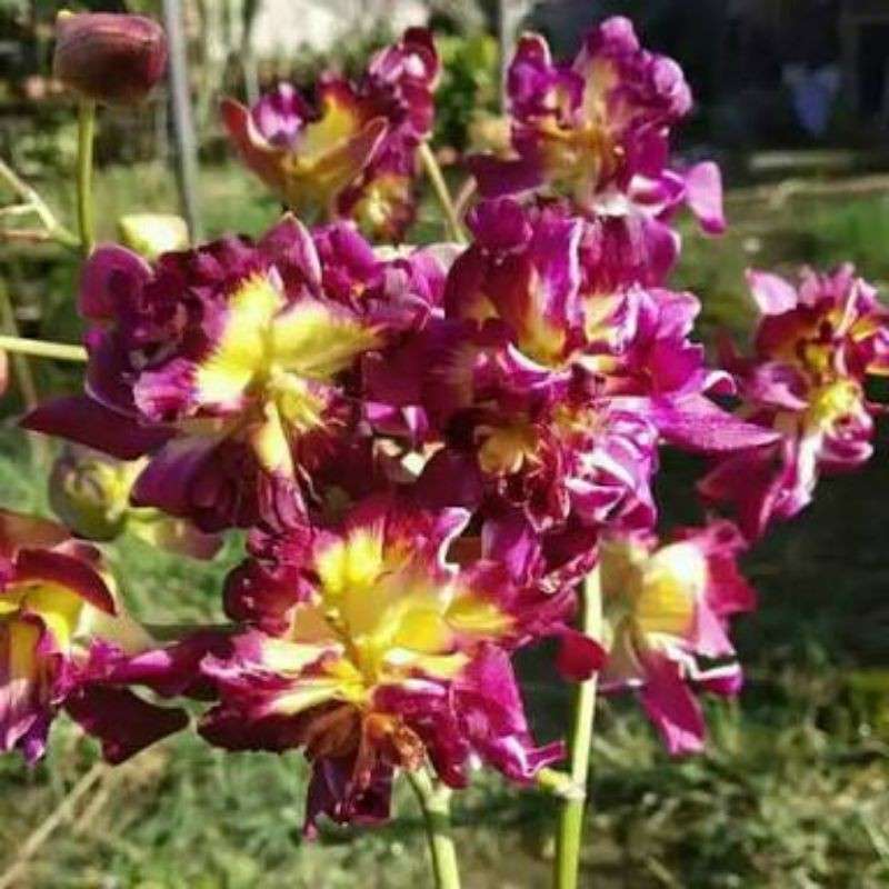 Dendrobium orchid flower Den.Betty Rose Red