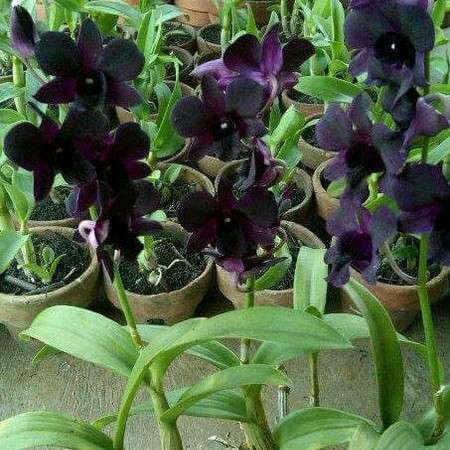 Dendrobium orchid flower Den.Black Pearl