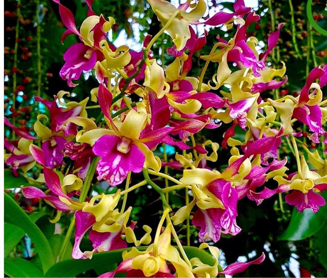 Dendrobium orchid flower Den.Carol