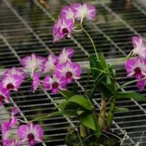 Dendrobium orchid flower Den.Ekapol Splash '2049'