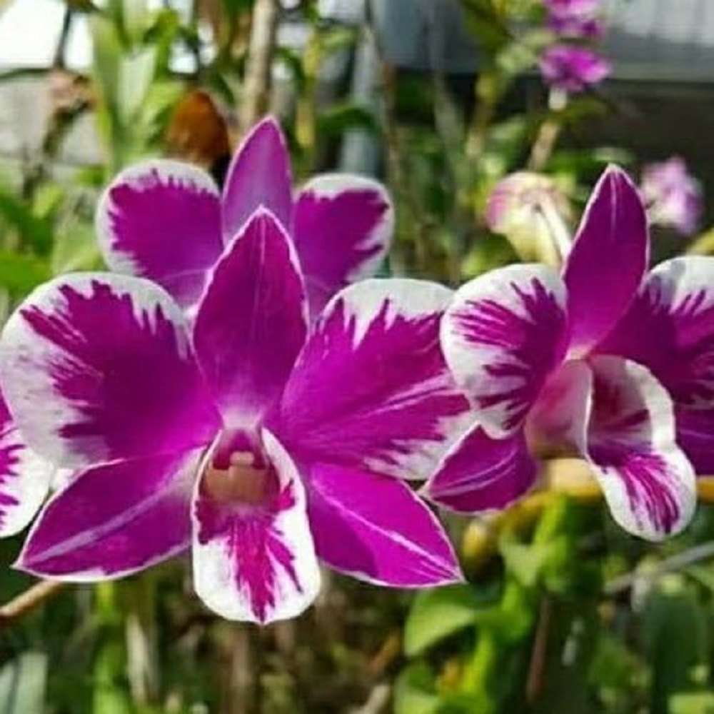 Dendrobium orchid flower Den.Ekapol Splash '2055'