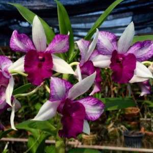 Dendrobium orchid flower Den.Frieda Bratanata