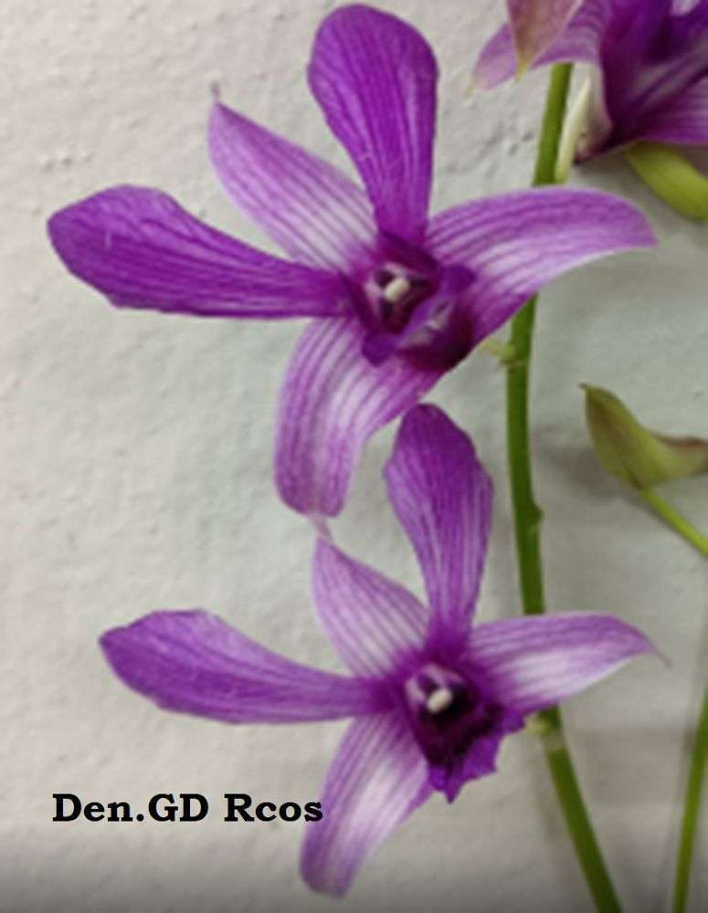 Dendrobium orchid flower Den.GD Rcos