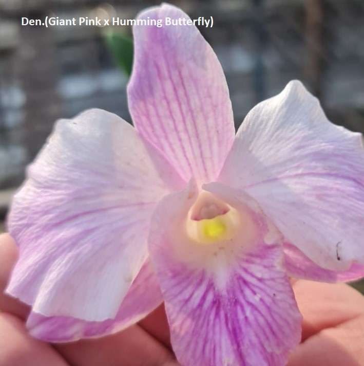 Dendrobium orchid flower Giant Pink x Humming Butterfly