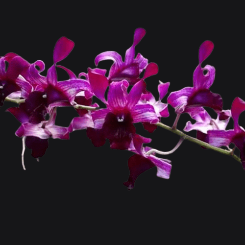 Dendrobium orchid flower Den.Indonesia_Raya_Red