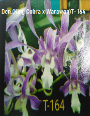 Dendrobium orchid flower Den.(King Cobra x Warawan)T- 164