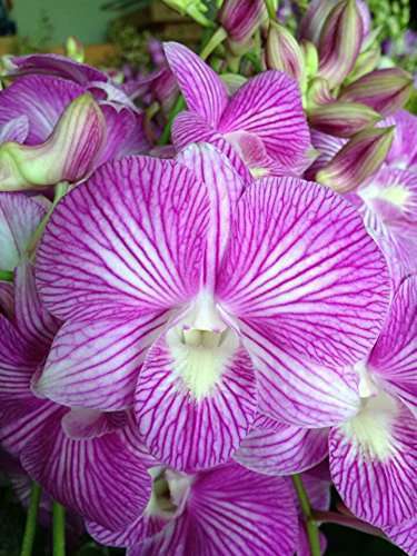 Dendrobium orchid flower Den.King Dragon Stripe #331