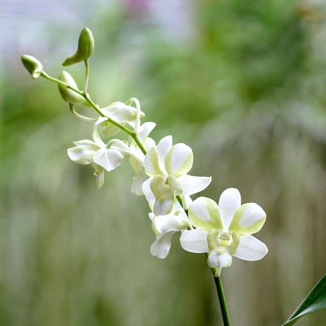 Dendrobium orchid flower Den.Liberty White