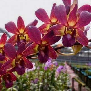 Dendrobium orchid flower Den.(Lipstick x sampran Brown)