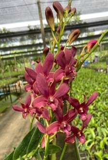 Dendrobium orchid flower Den.(More Red x Berthachong) # 1457