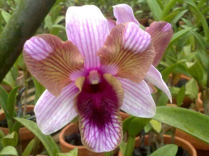 Dendrobium orchid flower Den.Nopporn Star Bright #790