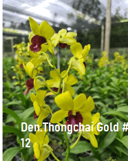 Dendrobium orchid flower Den.Thongchai Gold #12