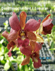 Dendrobium orchid flower Den.(Thongchai Gold x Sampran Brown)