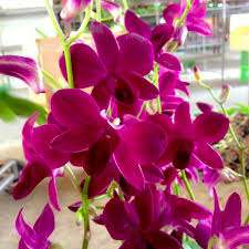 Dendrobium orchid flower Krating Deang LD