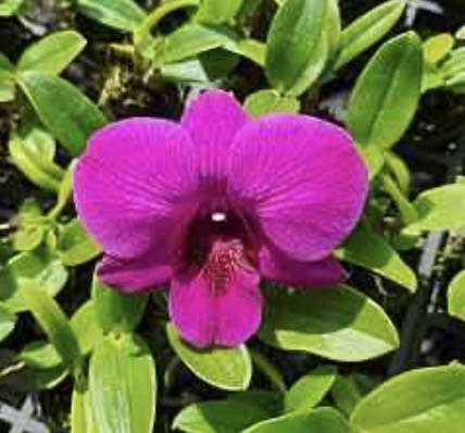 Miss-Asian Dendrobium orchid flower