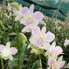 Dendrobium orchid flower Pink Happy