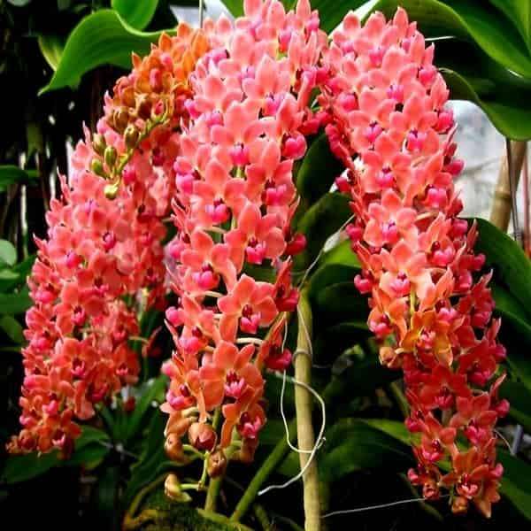 Rhynchostylis orchid flower Rhy.gigantea Orange