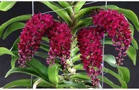 Rhynchostylis orchid flower Rhy.gigantea Red