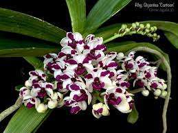 Rhynchostylis orchid flower Rhy.gigantea cartoon