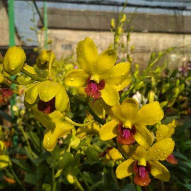 Thongchai Gold #12 Dendrobium orchid flower