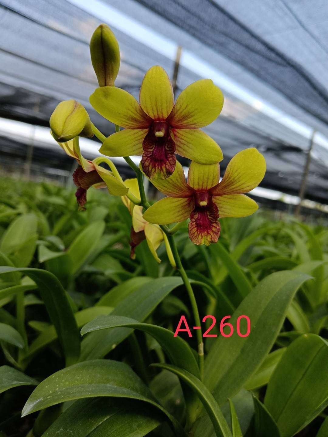 Dendrobium orchid flower Thongchai Pinwattana x Boonchu Gold #260