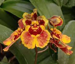 Tolumnia Jairak Firm Big Bang orchid flower