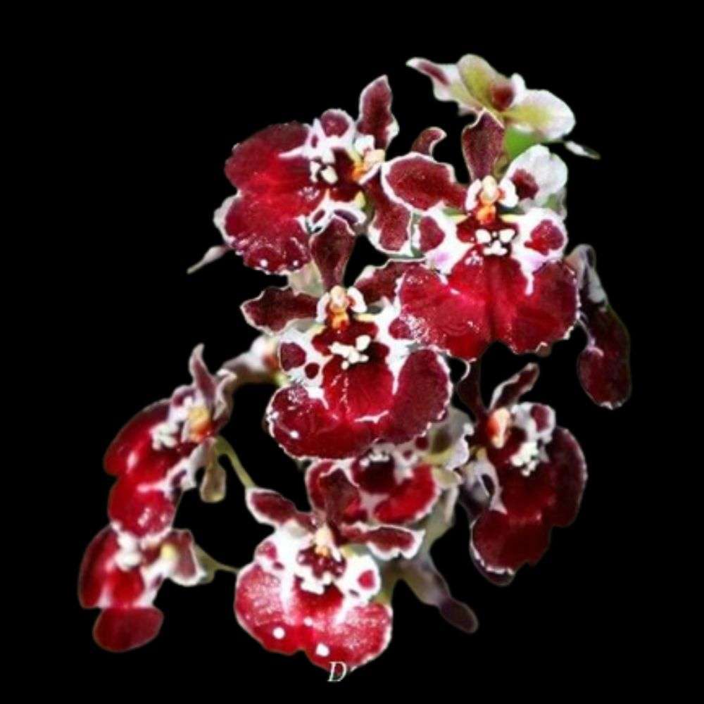 Tolumnia Jairak Firm Brown Derby orchid flower