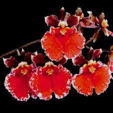 Tolumnia Jairak Red spread orchid flower