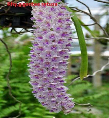 Rhynchostylis orchid flower Rhy.gigantea retusa