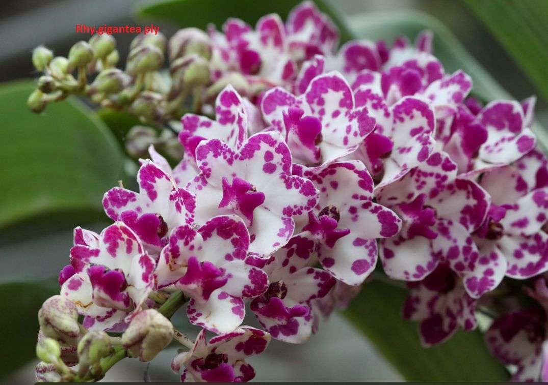 Rhynchostylis orchid flower Rhy.gigantea Ply